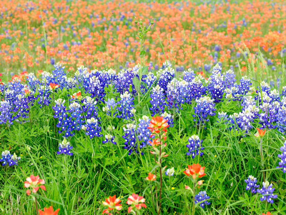 Spring, Texas Guide - Best Houston Suburb | Matthews Group